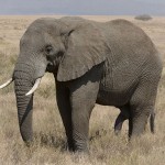 Oswajanie słonia, czyli jak miękkie umiejętności mogą przynieść twarde wyniki