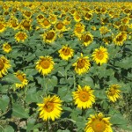 Sposób na jesienną chandrę