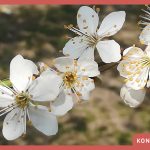 Życzenia świąteczne